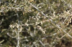 Image result for Eragrostis echinochloidea
