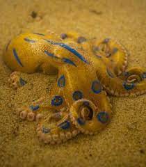 Erica Eando2016 - Profile Pinterest