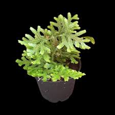 Image result for Selaginella vogelii