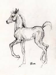 Horse Drawing Arabian Foal Drawing 31 07 2013 By Angel Tarantella Horse Drawings Animal Drawings Horse Drawing