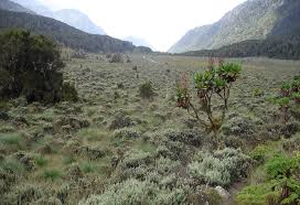 Image result for Napoleonaea gossweileri