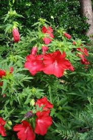 Cooperative extension, which staffs local offices in all 100 counties and with. Lord Baltimore Perennial Hibiscus Hardy Hibiscus Perennials All Almost Eden