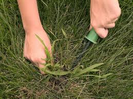 We did not find results for: Crab Grass Control Protect Your Lawn Green Sphere
