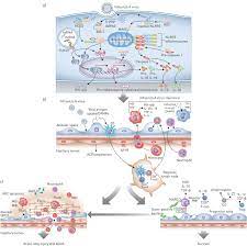 They claim that people with covid are more contagious than those with flu. Influenza Virus Induced Lung Injury Pathogenesis And Implications For Treatment European Respiratory Society