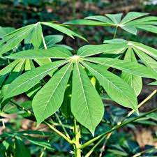 We did not find results for: Pucuk Daun Ubi Kayu Kampung Segar Baru Petik Shopee Malaysia