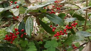Image result for Ardisia staudtii