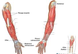 The tendons that connect the biceps muscle to the shoulder joint in two places are called the proximal biceps tendons. Upper Arm Muscles Diagram Quizlet