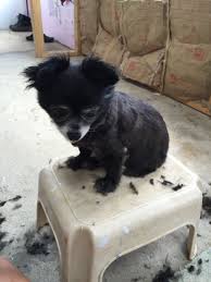 Order supplies and tools i use here. Summer Haircut Isn T What She Had In Mind Today Summer Haircuts Long Haired Chihuahua Chihuahua