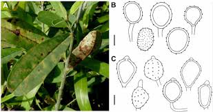 Image result for Crotalaria decora