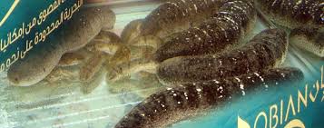 One Day After The Press Conference Held By The Company Ceo Of National Prawn Company And Sas Chairman Eng Ahmed Al Bala Has Aquaculture Society Sea Cucumber