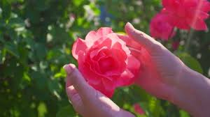 More images for best red rose flower in the world » Best Flower In The World Is Rose Stock Video Footage 4k And Hd Video Clips Shutterstock