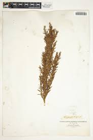 Image result for Cliffortia nitidula