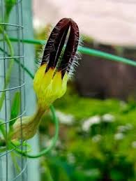 Image result for Ceropegia speciosa