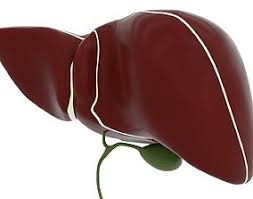 The main differences between in vitro and in vivo hsc activation are obviously: Liver 3d Models Cgtrader