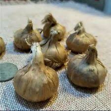 It was originally founded by the rotteveel. Saffron Crocus Seeds Bulbs For Sale Shop With Afterpay Ebay Au