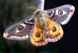 Moths In Folklore Bringers Of Death And Letters Icy Sedgwick