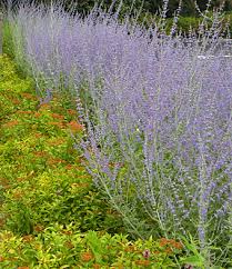 White nancy is a mat forming flowering groundcover for shady areas. Best Deer Resistant Plants Graceful Gardens