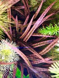 Image result for Cyperus spiralis