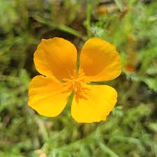 Image result for Eschscholzia