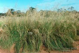 Image result for Eragrostis planiculmis