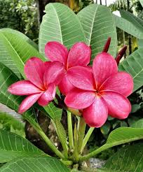 Image result for Plumeria rubra
