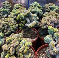 Image result for Myrtillocactus geometrizans