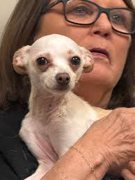 LSU School of Veterinary Medicine