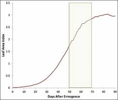 Irrigation Management Water Sensitivity Of Cotton Growth