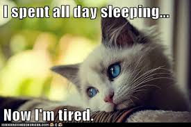 Image result for Animal Meme