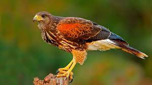 It may be a bird of prey. Bbc Earth Why Cities Are Unleashing Birds Of Prey Into Their Skies