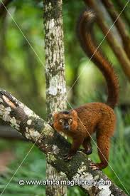 Image result for Lagenaria rufa