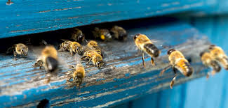 Pest control riverview fl on seo goggle. Bee Removal Clearwater Largo St Petersburg Bee Control Tampa Bay