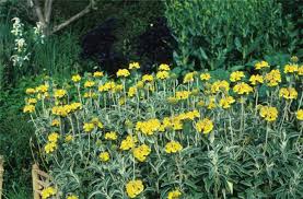 Image result for Phlomis fruticosa