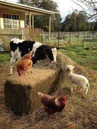 National Farm Animals Day April 10 Tasra Yasami Hayvan Ve Hayvanlar
