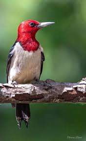 Big Birds With Red Heads Red Headed Woodpecker Woodpecker Bird Watching Birds