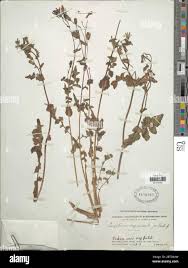 Image result for Macledium sessiliflorum