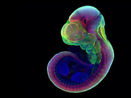 Il trattamento attuale richiede un'ecografia della. Gli Embrioni Di Topi Fatti Crescere In Un Utero Meccanico Corriere It