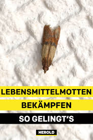 Wortschatz und beispielsätze zu den folgenden themen für anfänger und leicht fortgeschrittene: Lebensmittelmotten Bekampfen So Gelingt S Lebensmittelmotten Lebensmittel Motten Bekampfen Motten In Der Kuche