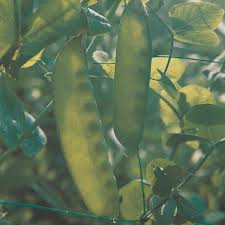 Grow food for next to nothing! Pea Carouby De Maussane A Leading Supplier Of Vegetable Seeds In Essex Uk Grow Your Own Vegetable Seeds Kingsseeds Com