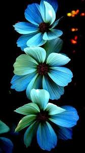 Fire Flowers By Steve Mckinzie Beautiful Flowers Fire Flower Flowers Nature
