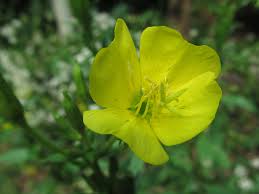 Image result for Onagraceae