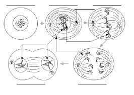 Check spelling or type a new query. 31 Label The Following Diagram Of Mitosis Of An Animal Cell Label Design Ideas 2020
