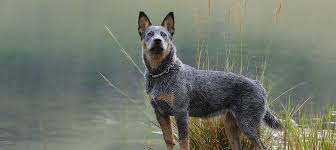 Australian cattle dog dog breeders, 1 yr. Australian Cattle Dog Preis Disappointment Quotes