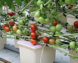 A home for hydroponic gardeners, from hobbyist to commercial growers. Can All Plants Grow In Hydroponics