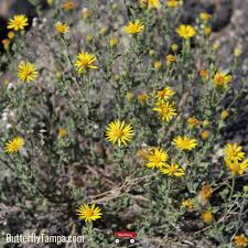 Image result for Heteropyxidaceae