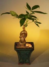 Check spelling or type a new query. Bonsai Tree Lucky Bamboo Plants Bonsai