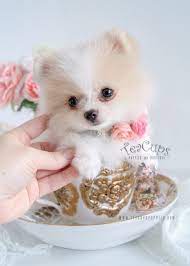 Gorgeous White Pomeranian Puppy Www Teacupspuppies Com Pomeranian Puppy Teacup Puppies Cute Pomeranian