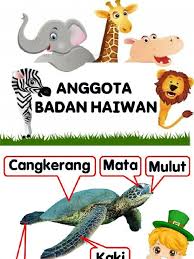 Sebutkan urutan anggota badan yang menyentuh matras dalam melakukan gerakan guling kebelakang. Anggota Badan Haiwan