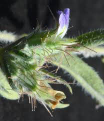 Image result for Blepharis integrifolia