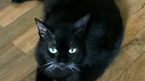 Il mistero del gatto fantasma. Woody Il Gatto Nero Salvato Tanti Anni Fa Compie 20 Anni